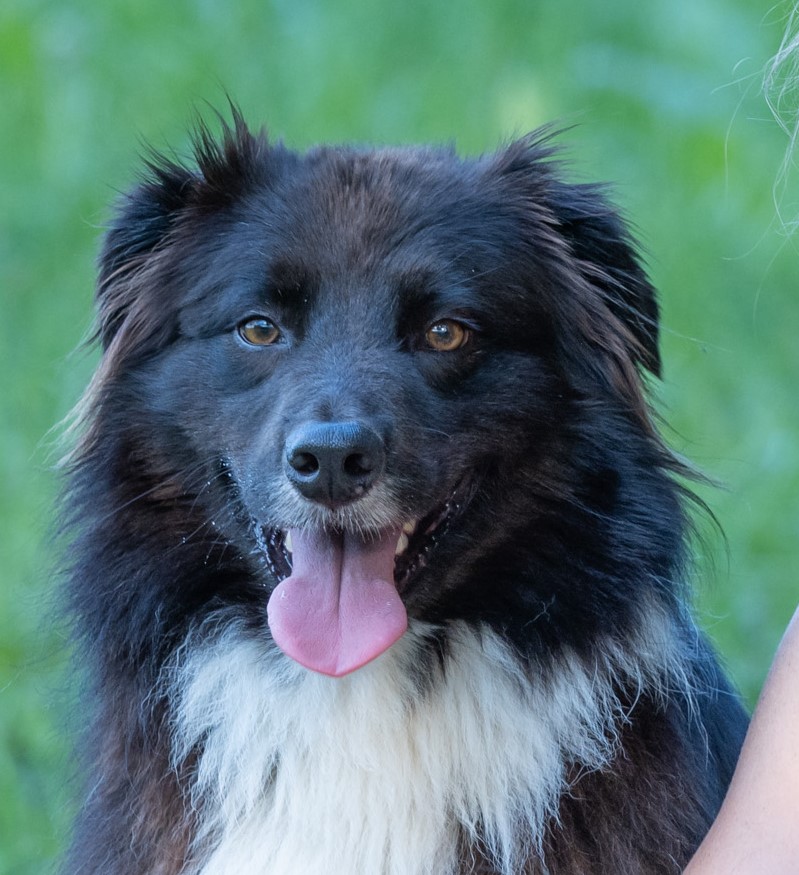 Therapiehund Blacky