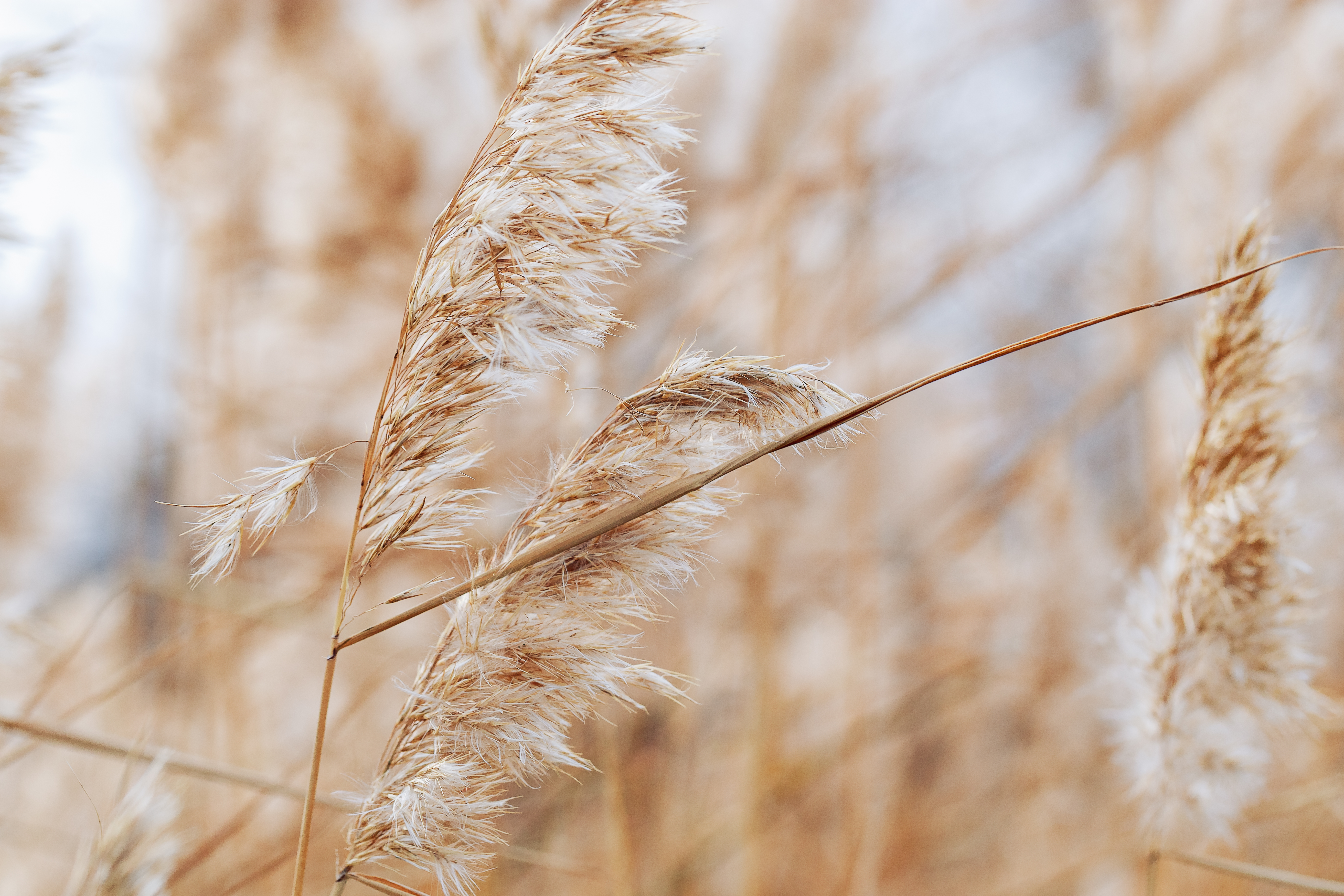 Naturgestützte Therapie